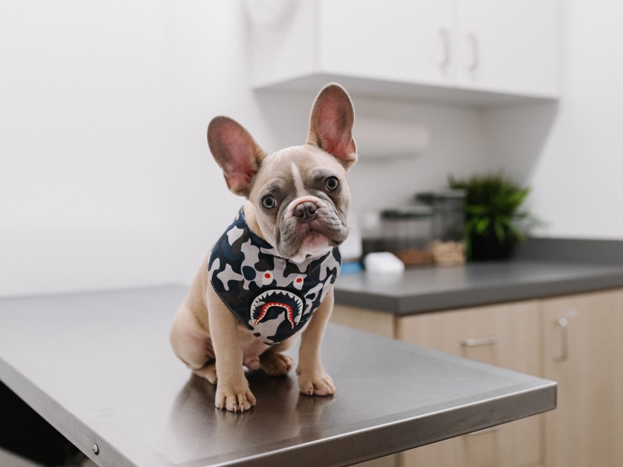 How Much Does A Vet Visit Cost 